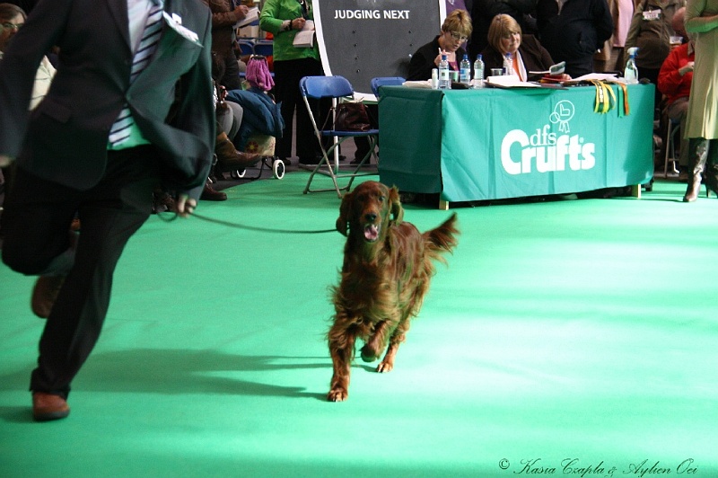 Crufts2011 774.jpg